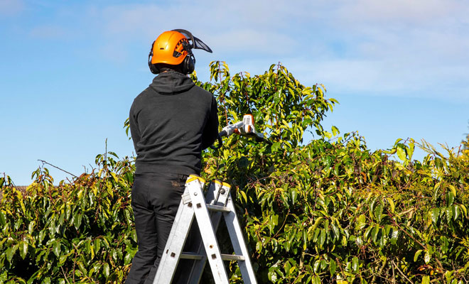 Ayrshire Hedge Trimming