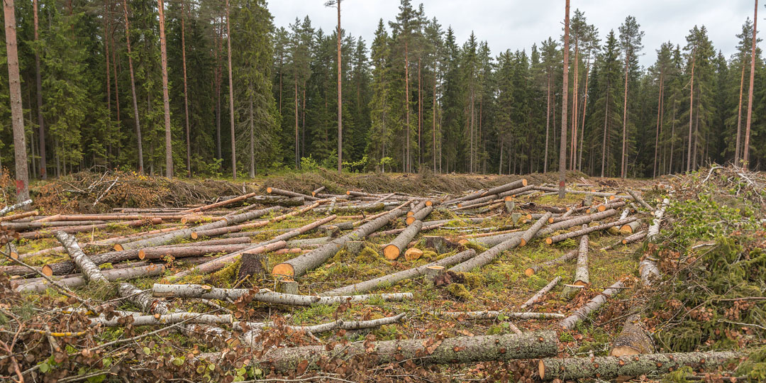 Commercial Tree Services Ayrshire