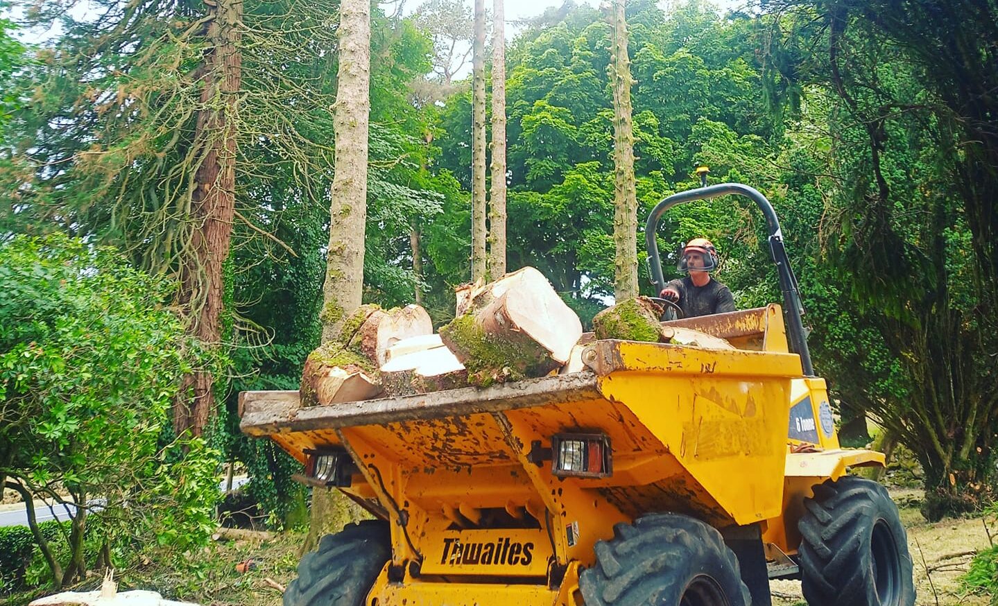 Tree Removal