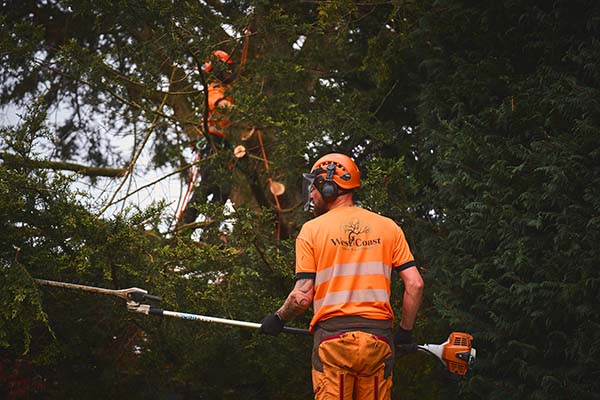Commercial Tree Services Ayrshire
