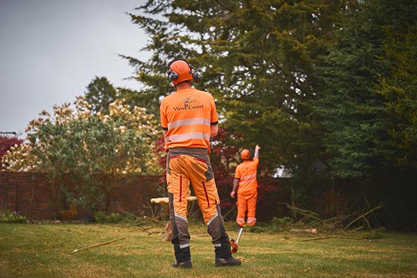 Domestic & Residential Tree Services
