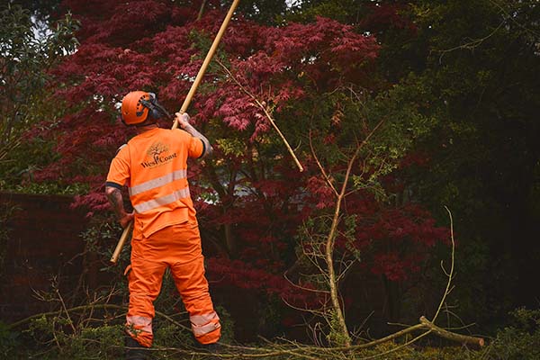 Tree Pruning Ayrshire