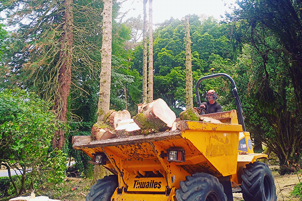 Commercial Tree Services