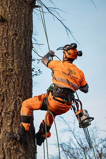 Tree Removal Kilwinning Tree Removal Kilwinning